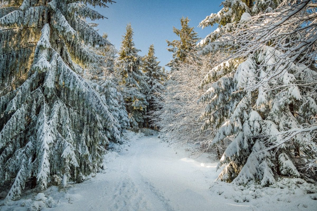 snow-covered-evergreen-trees-with-a-snow-covered-walking-path snow covered evergreens