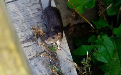 How to Keep Mice and Rats Out of Your House