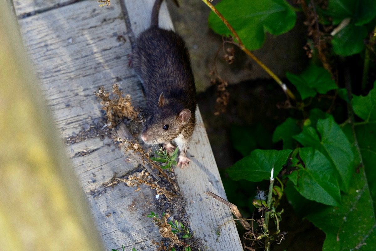 gray-rat-on-porch A picture from above looking down at a gray rat on the edge of a porch